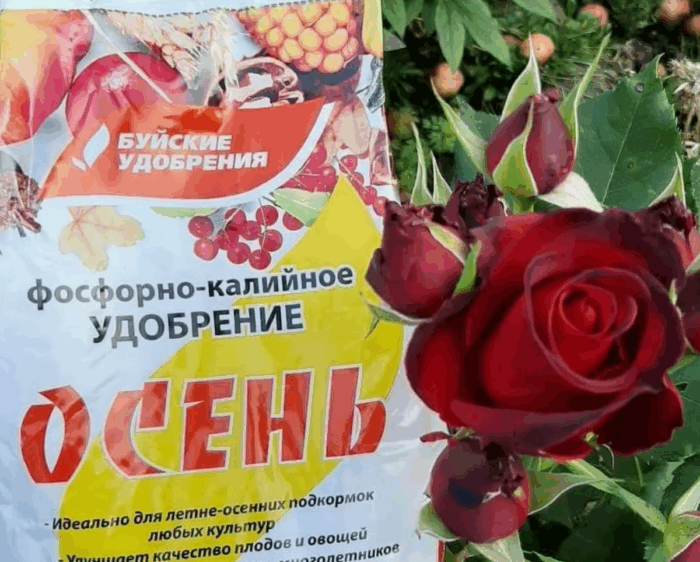 осеннее удобрение для роз