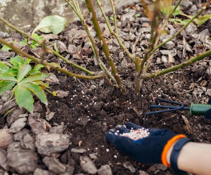 заделка гранул удобрений под куст розы