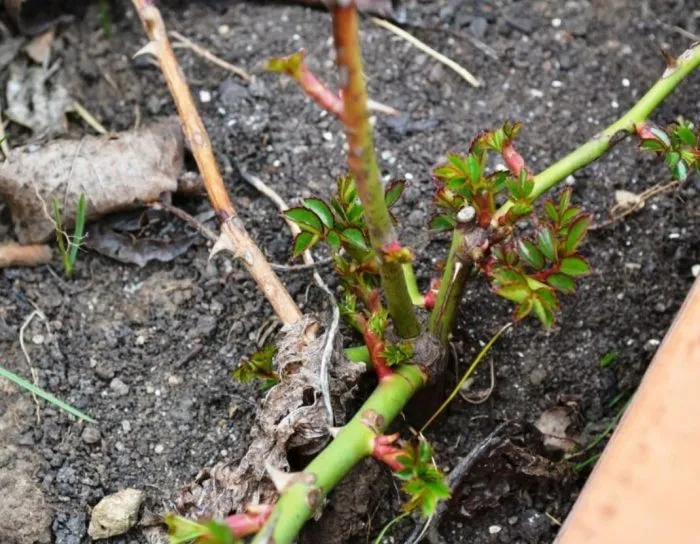 куст розы ранней весной пробуждение