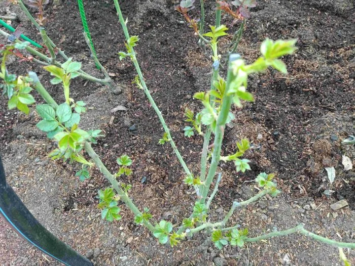 молодые побеги розы