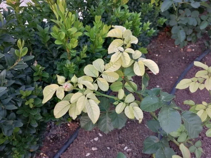 нехватка микроэлементов куст розы