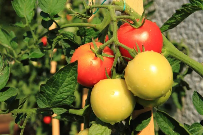 томаты с плодами на кусте