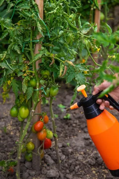 опрыскивание томатов в теплице