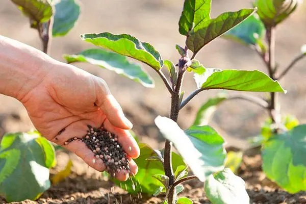 Высадка рассады баклажанов в открытый грунт: сроки, схема и правила ухода