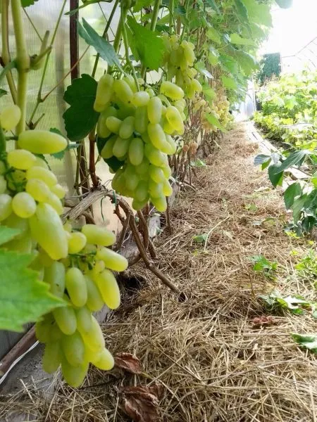 podsnezhnik-1-231318