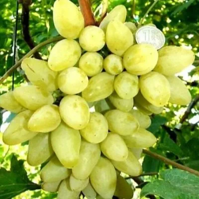 podsnezhnik-3-231318