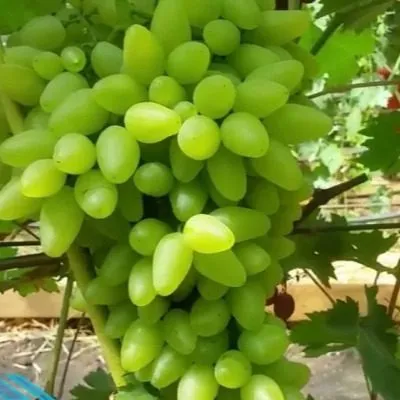 podsnezhnik-4-231318