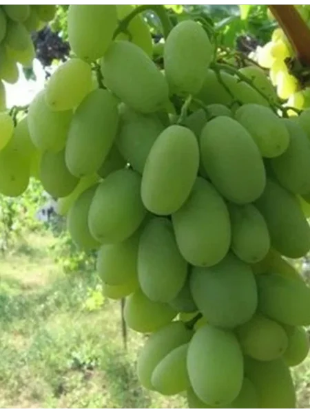 podsnezhnik-main-231318