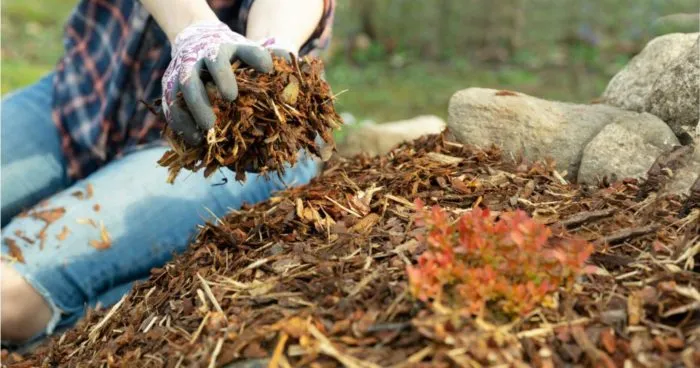 мульча на грядке осенью