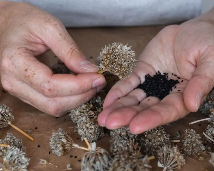 семена многолетников в руках