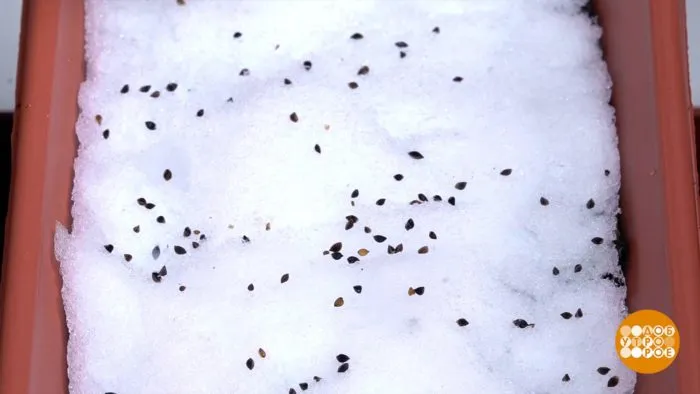 семена в снегу на земле