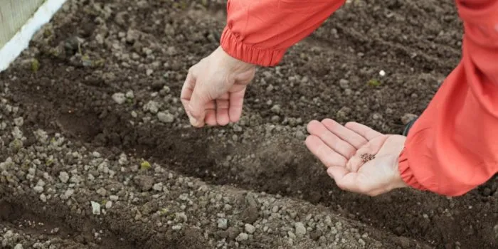 посев семян осенью в грядку