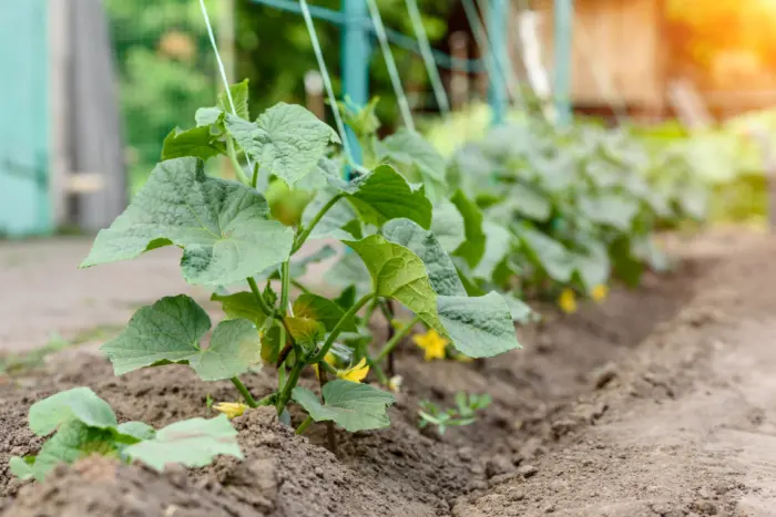 огуречная грядка в жару
