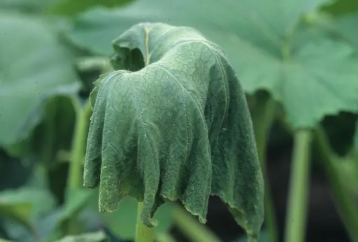 увядшие листья огурца