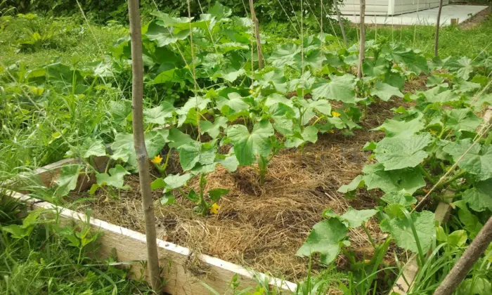 мульча на грядке с огурцами