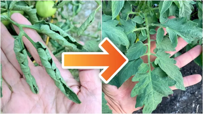 увядшие листья томата перелив