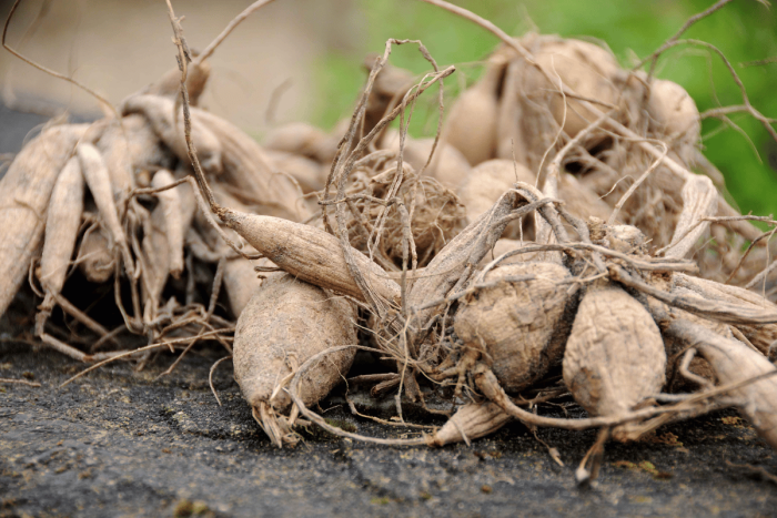 клубни георгин