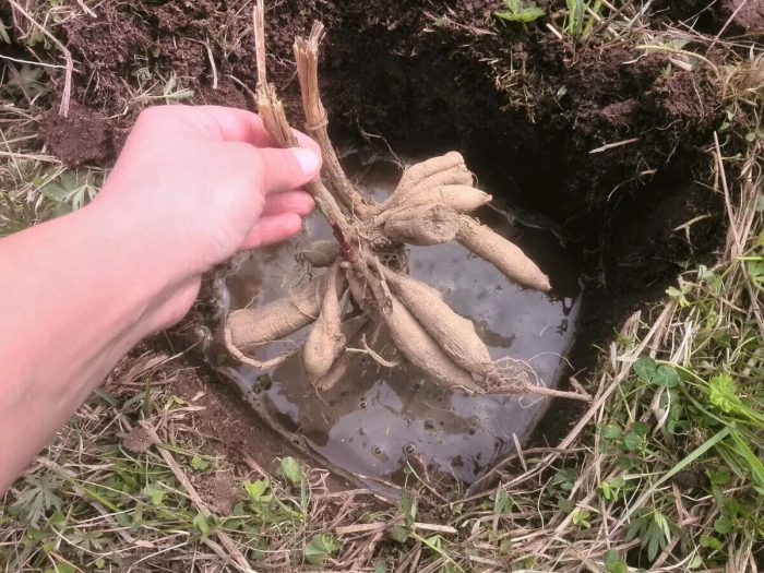 посадка георгины