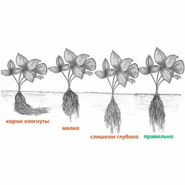точка роста клубники крупным планом