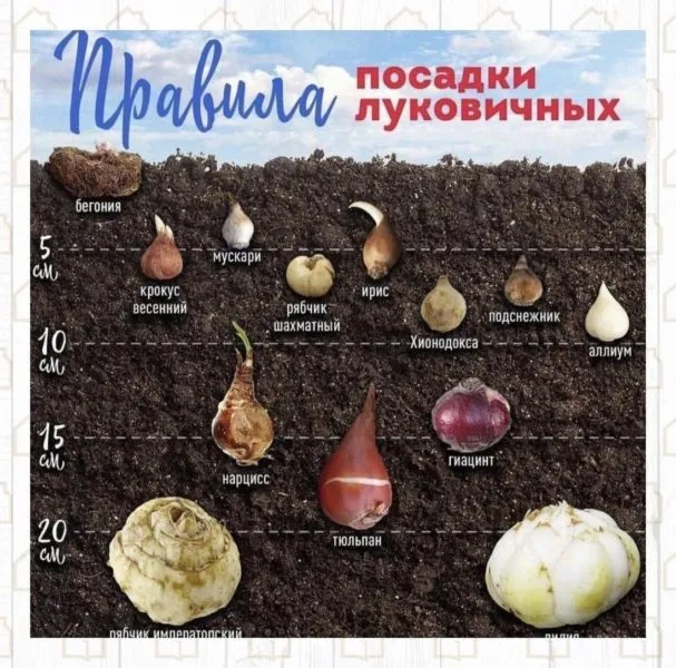 Как рассчитать глубину посадки луковицы нарцисса гиацинта