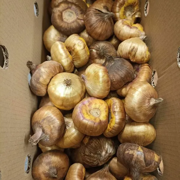 луковицы гладиолусов