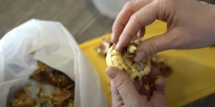 очистка луковицы гладиолуса от чешуи