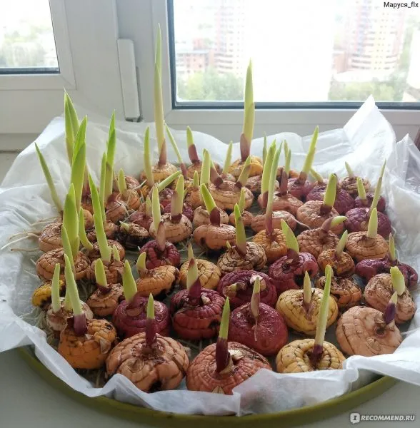 пророщенные луковицы гладиолусов на подоконнике