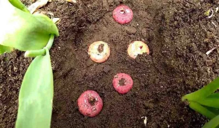 посадка луковицы гладиолуса в лунку