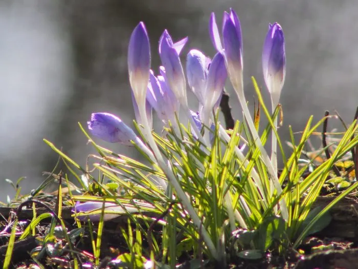 мускари крокусы подснежники цветут весной