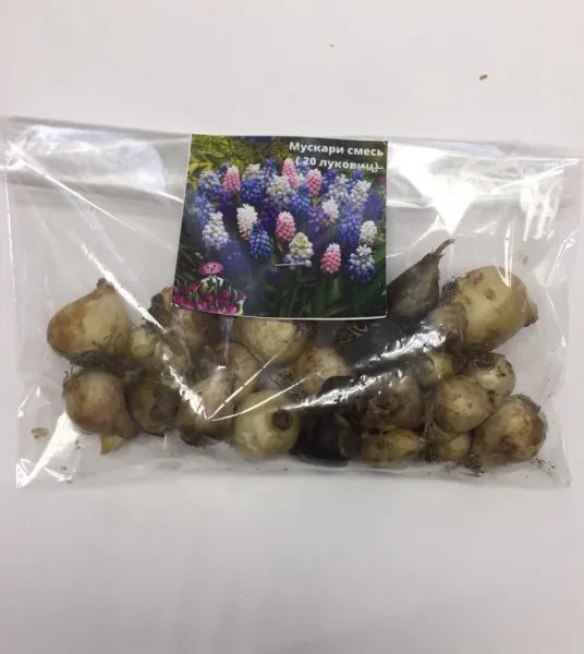 луковицы мускари крокусов сортировка