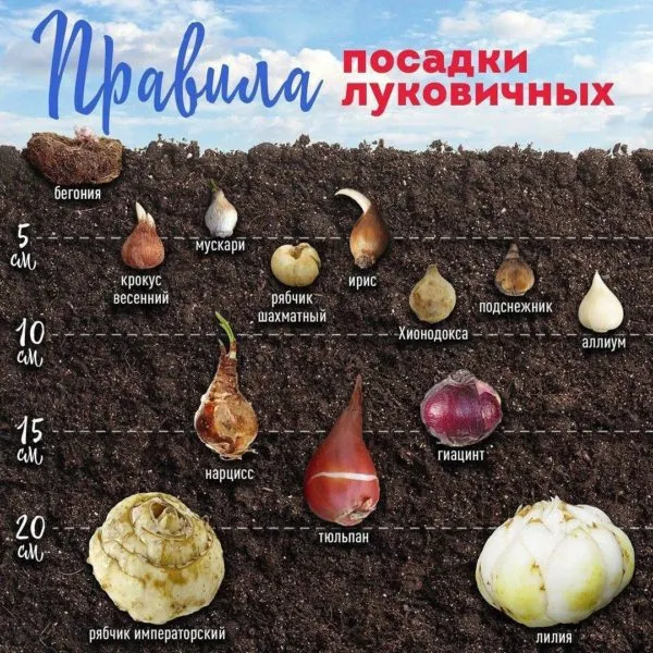 глубина посадки луковицы крокус галантус мускари