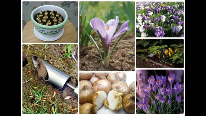 посадка крокусов весной