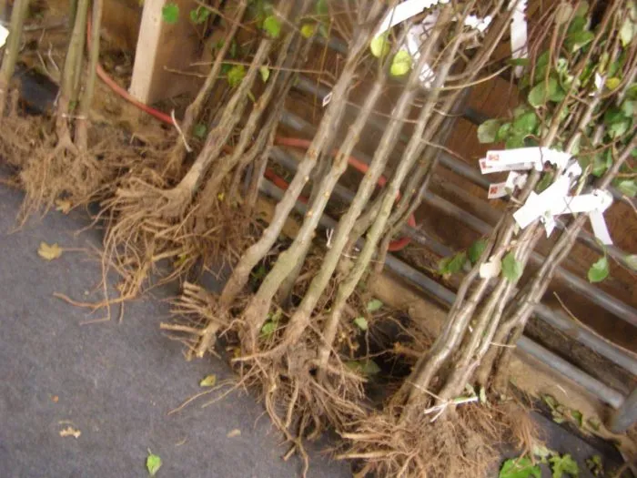 саженцы плодовых с открытой корневой системой