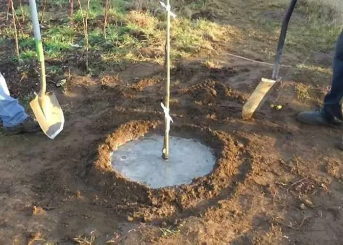 установка саженца в яму