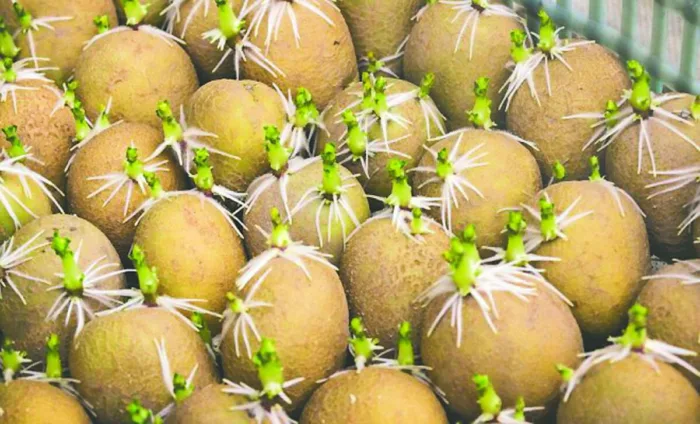 яровизация картофеля на свету