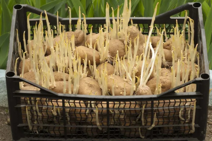 пророщенные клубни картофеля