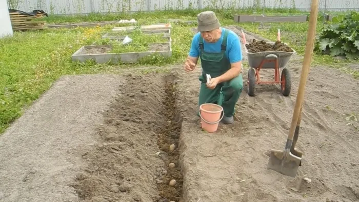 посадка картофеля лопата ведро