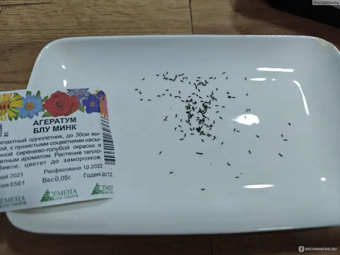 мелкие семена агератума на бумаге