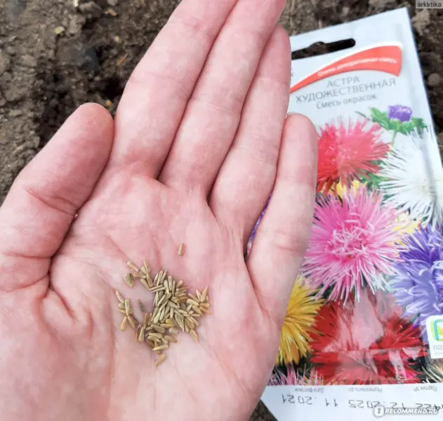 отбор семян астры на тарелке