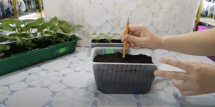 посев семян астры в грунт