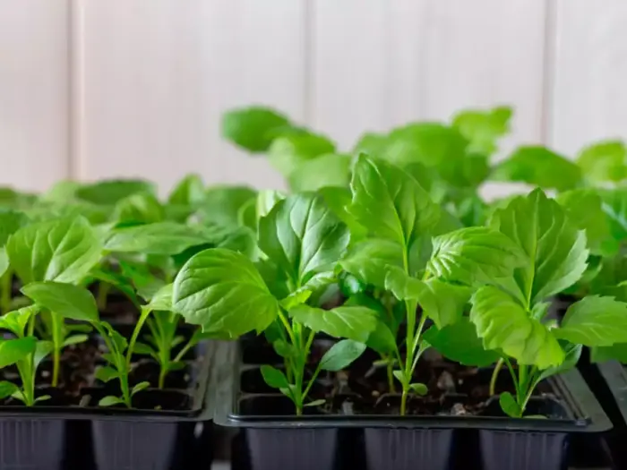 рассада астры с двумя листьями