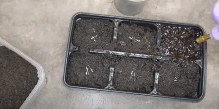 посев семян бархатцев в борозду на грядку