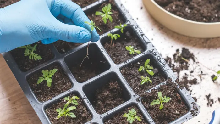 пикировка рассады бархатцев