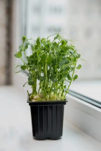 рассада душистого горошка в горшках всходы на подоконнике