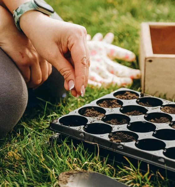 Посев семян в середине лета