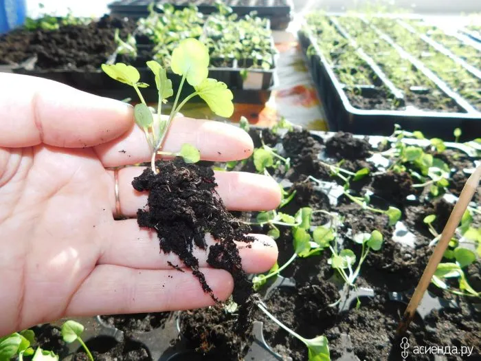 пикировка рассады виолы