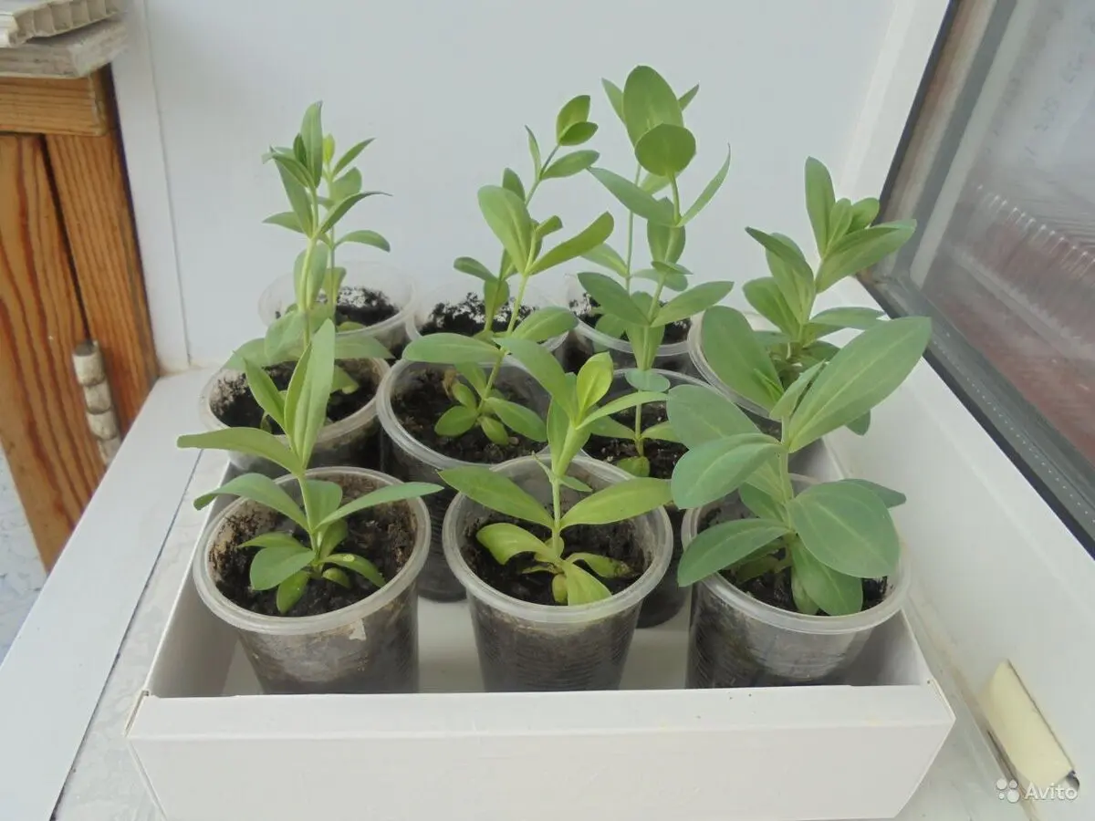 рассада эустомы лизиантуса