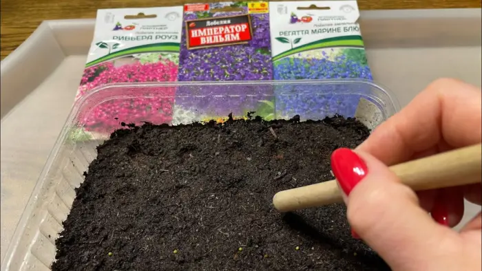 посев мелких семян цветов на рассаду
