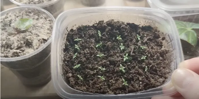 всходы эустомы под досвечиванием