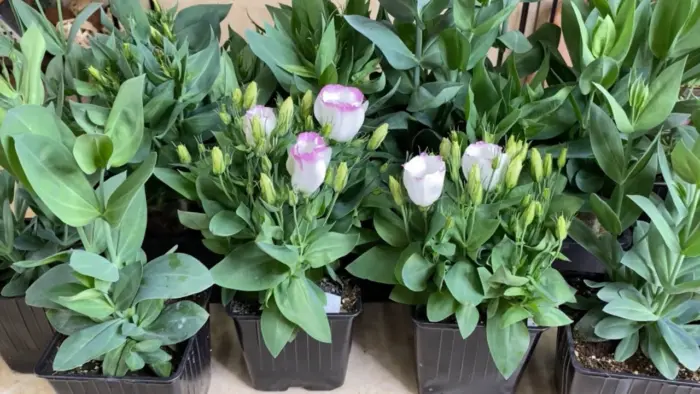 рассада эустомы уход подкормка